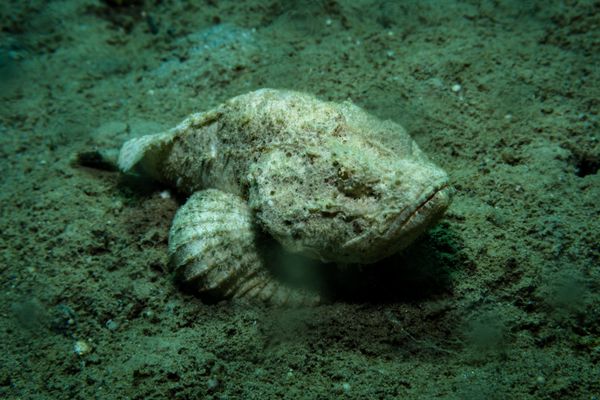 False Stonefish