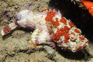 False Stonefish from Vanuatu 2025