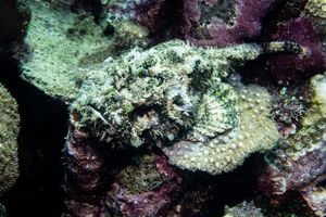 False Stonefish