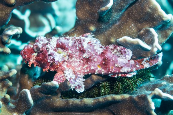 Smallscale Scorpionfish - Photo 1