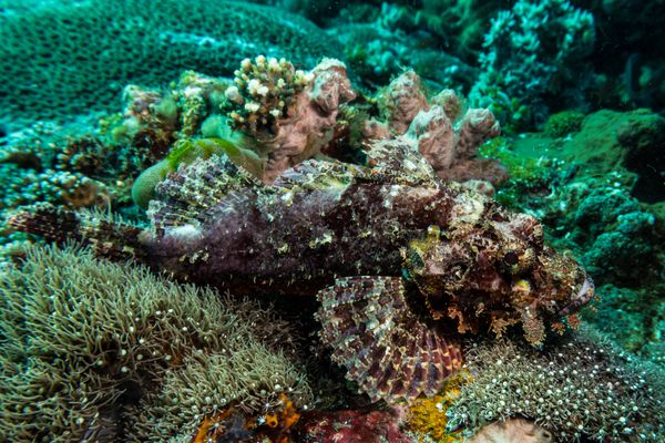 Smallscale Scorpionfish - Photo 2