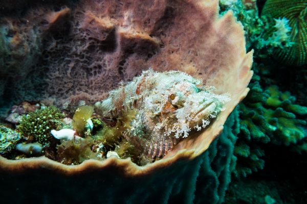 Smallscale Scorpionfish - Photo 3