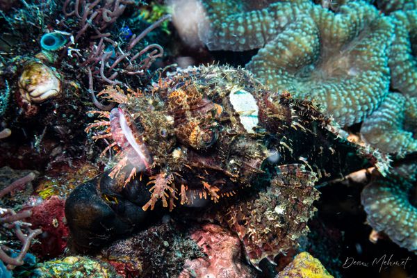 Smallscale Scorpionfish