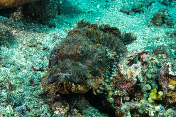 Smallscale Scorpionfish