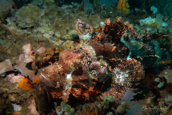 Smallscale Scorpionfish