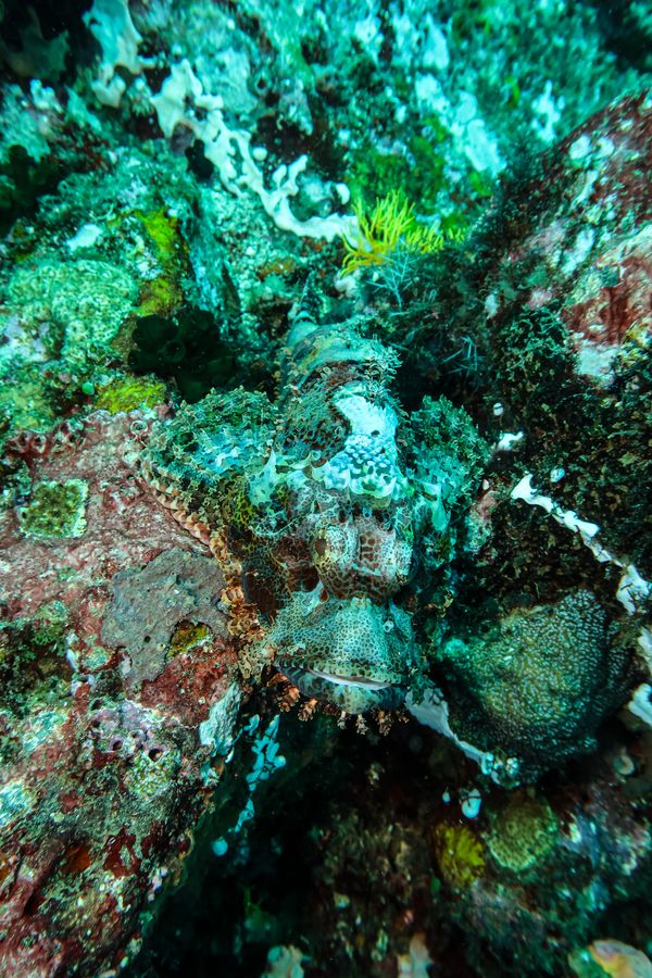 Smallscale Scorpionfish - Anilao - 12 June 2025 - Dive 1