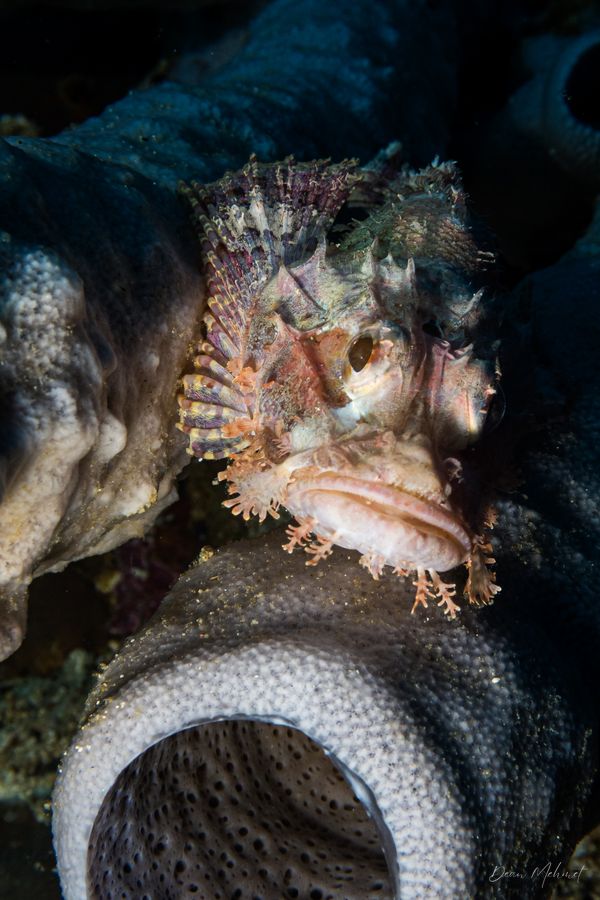 Smallscale Scorpionfish