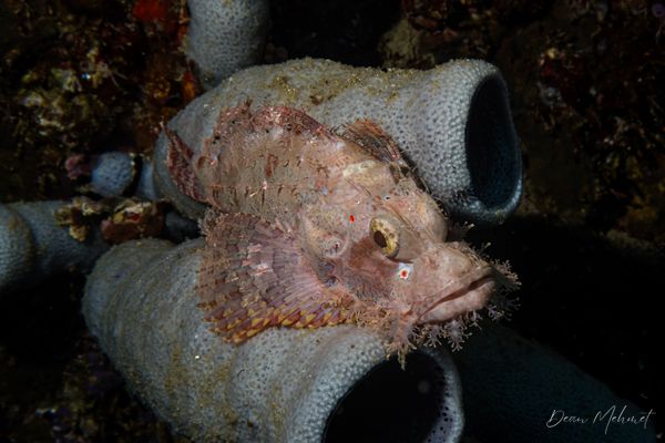 Smallscale Scorpionfish - Photo 14