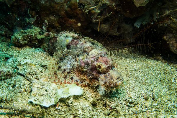 Smallscale Scorpionfish - Photo 17