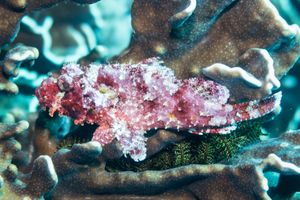 Smallscale Scorpionfish from Gili Islands - June 2023