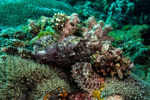 Smallscale Scorpionfish