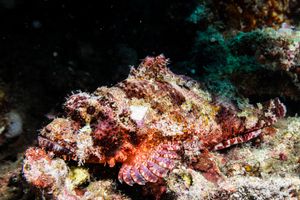 Smallscale Scorpionfish