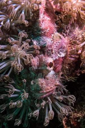 Smallscale Scorpionfish