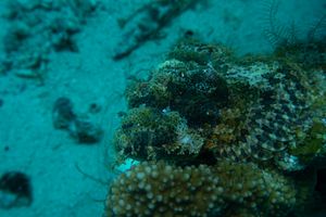 Smallscale Scorpionfish