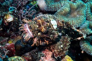 Smallscale Scorpionfish