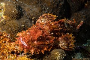 Smallscale Scorpionfish
