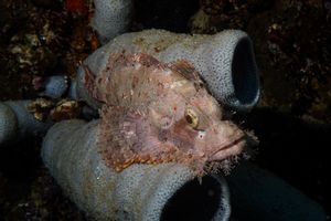 Smallscale Scorpionfish