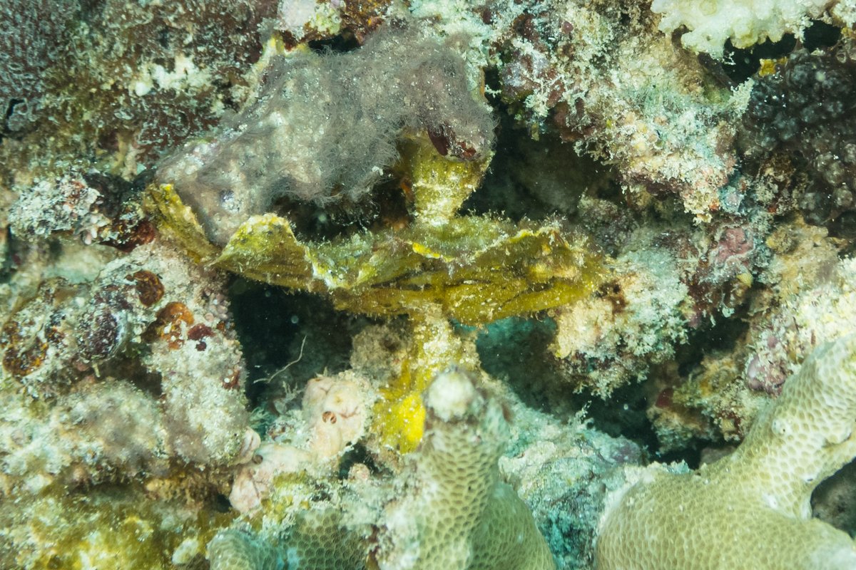 Leaf Scorpionfish hero image
