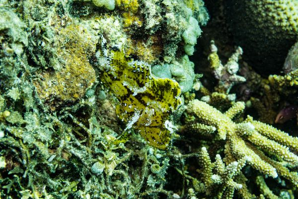 Leaf Scorpionfish - Gili Islands, Indonesia - 7 June 2023 - Dive 12 - Seahorse Bay