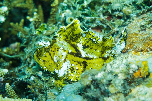 Leaf Scorpionfish - Gili Islands, Indonesia - 7 June 2023 - Dive 12 - Seahorse Bay