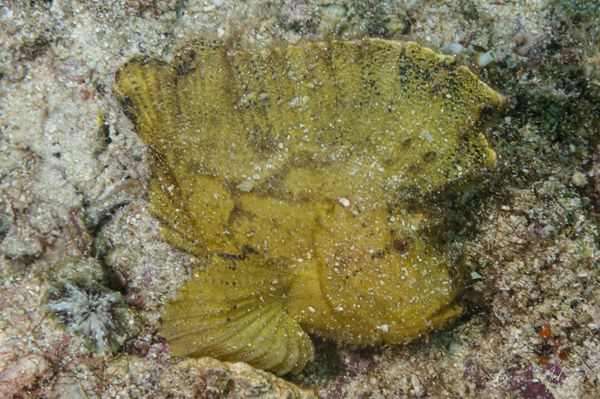 Leaf Scorpionfish