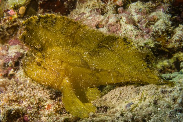 Leaf Scorpionfish