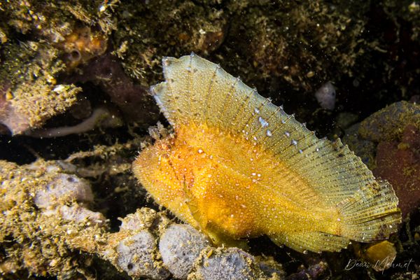 Leaf Scorpionfish