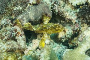 Leaf Scorpionfish