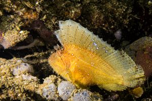 Leaf Scorpionfish