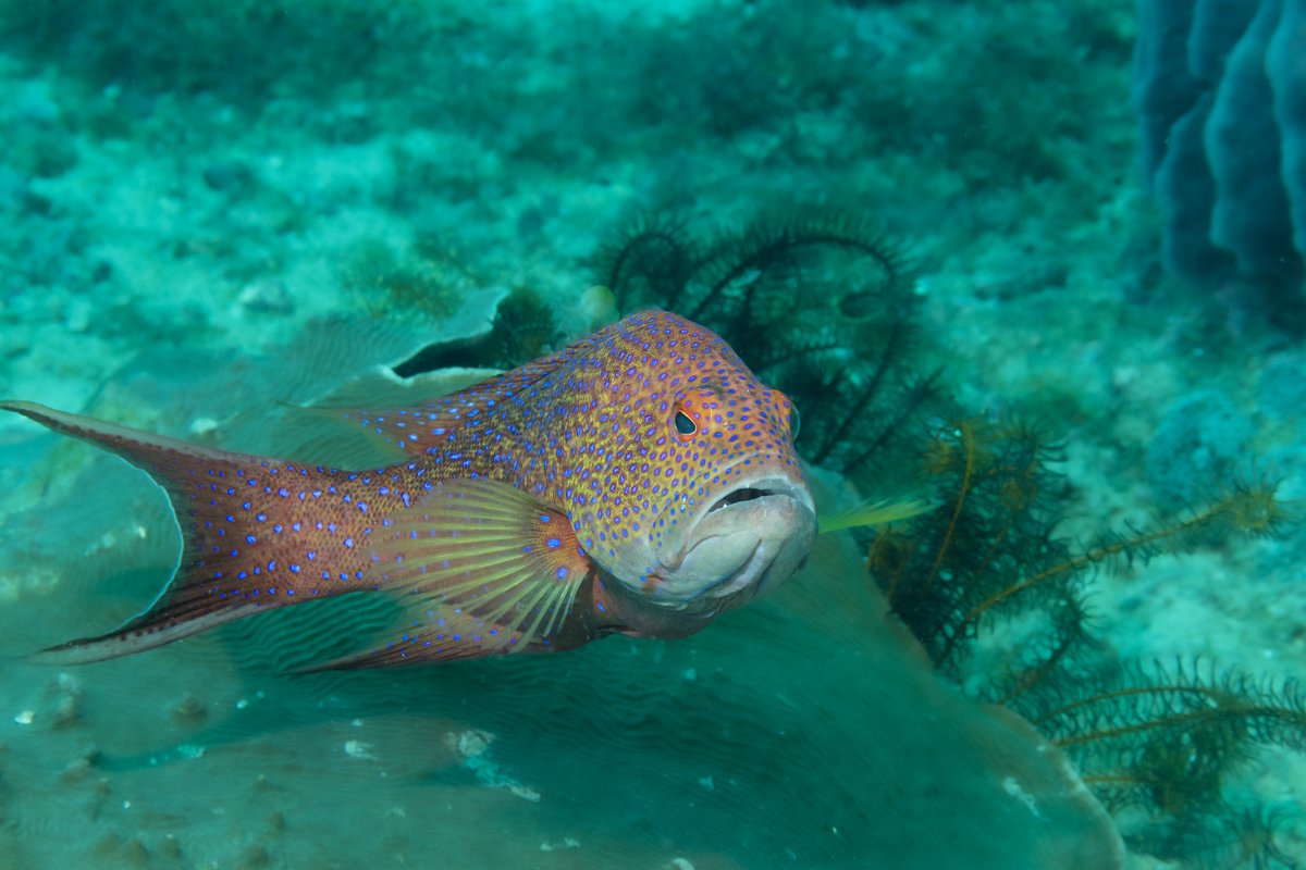 White-edge Coronation Trout