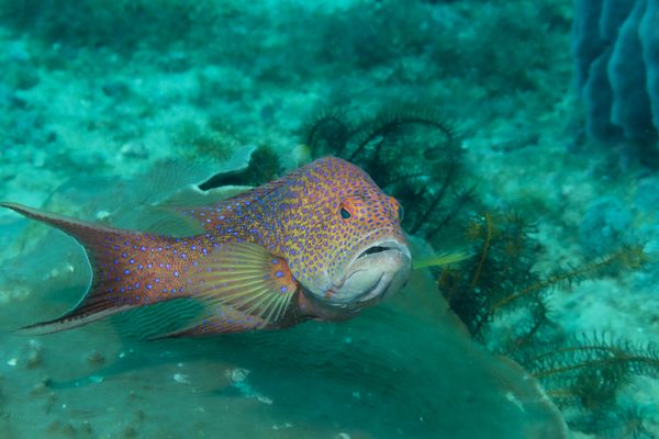 White-edge Coronation Trout