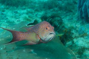 White-edge Coronation Trout representative species