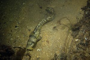 Estuary Cobbler