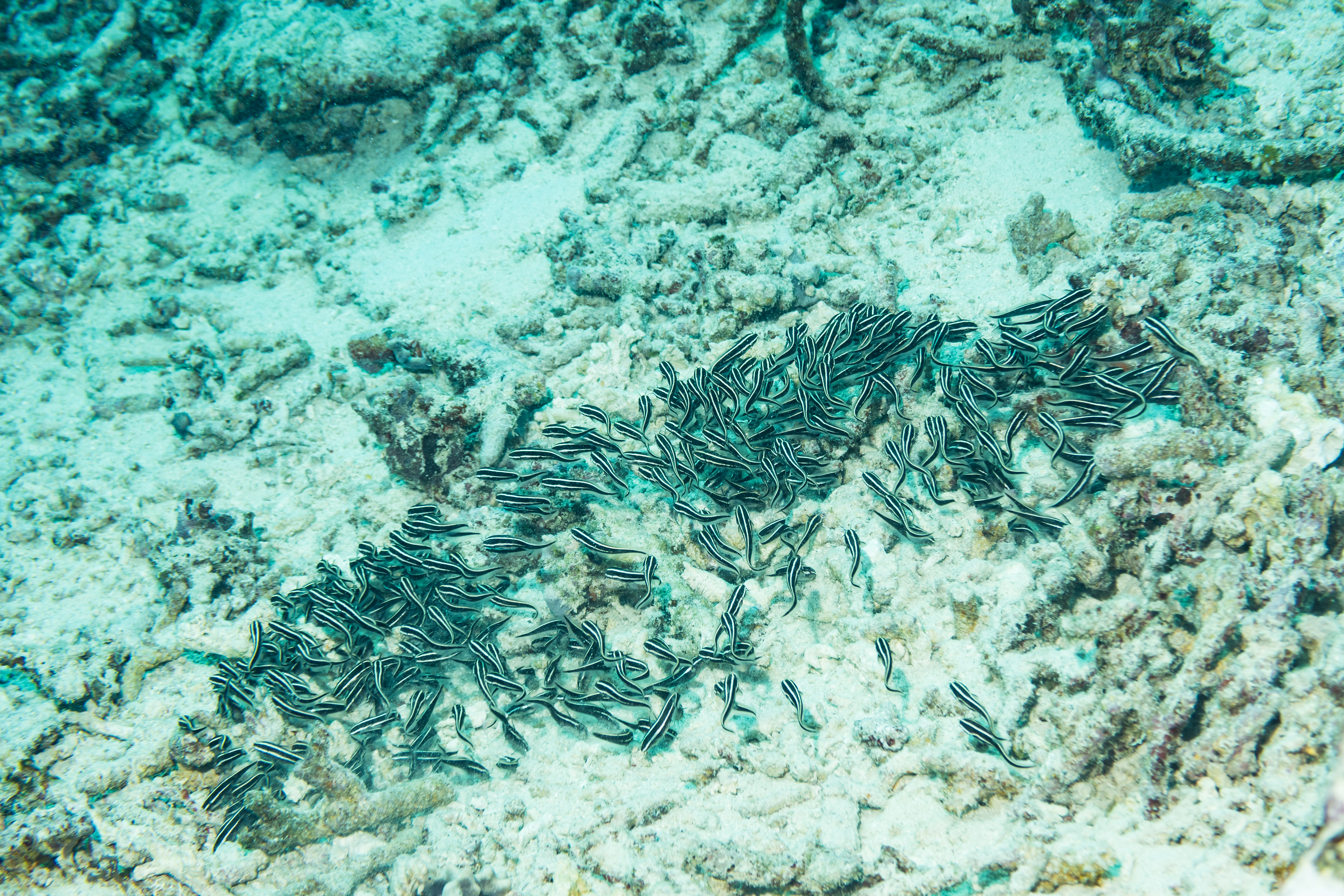 Striped Eel Catfish