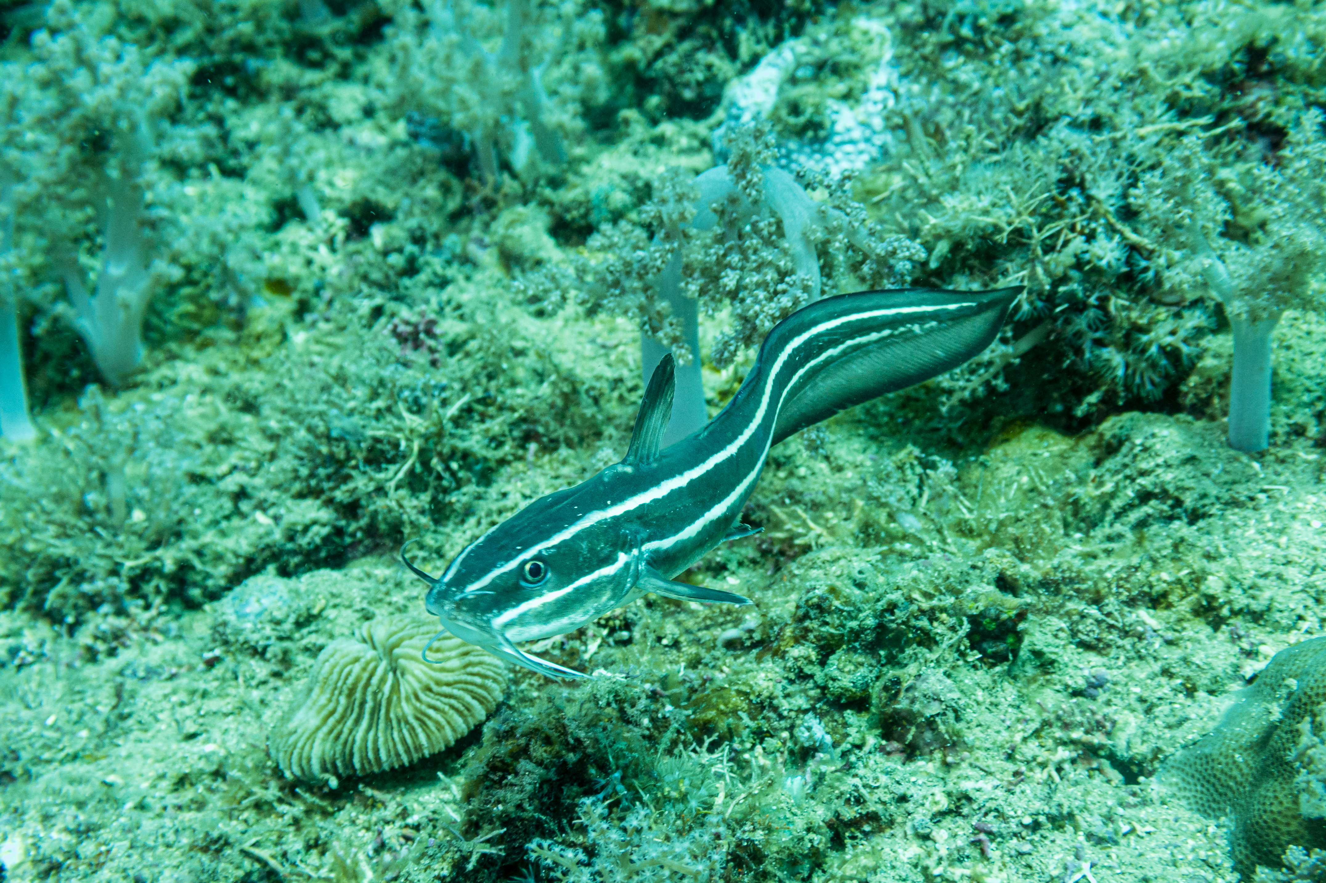 Striped Eel Catfish
