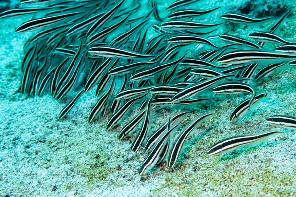 Striped Eel Catfish