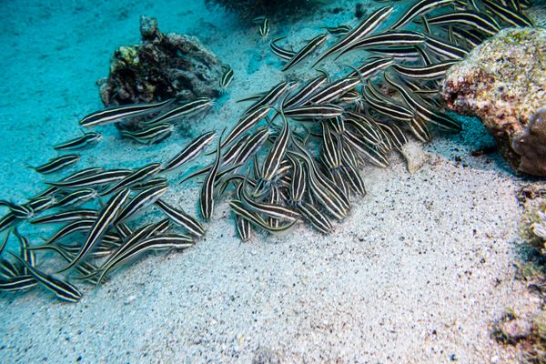 Striped Eel Catfish