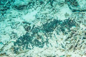 Striped Eel Catfish from Gili Islands - June 2023