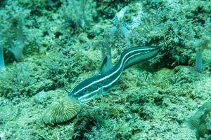 Striped Eel Catfish