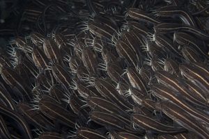 Striped Eel Catfish