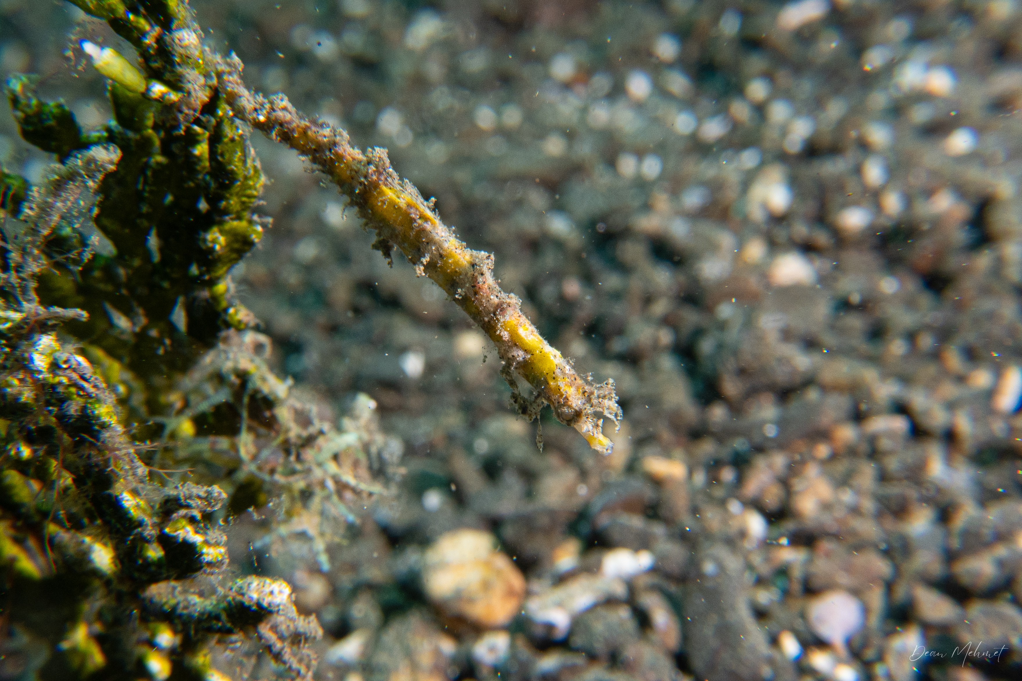 Shortpouch Pygmy Pipehorse