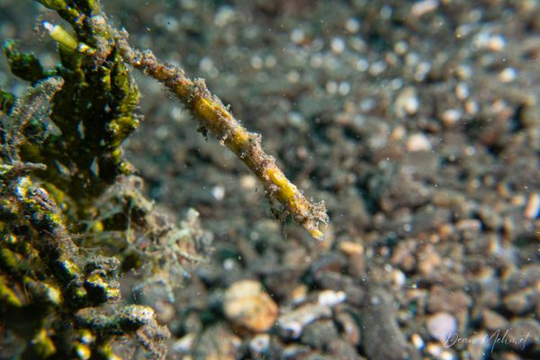 Shortpouch Pygmy Pipehorse