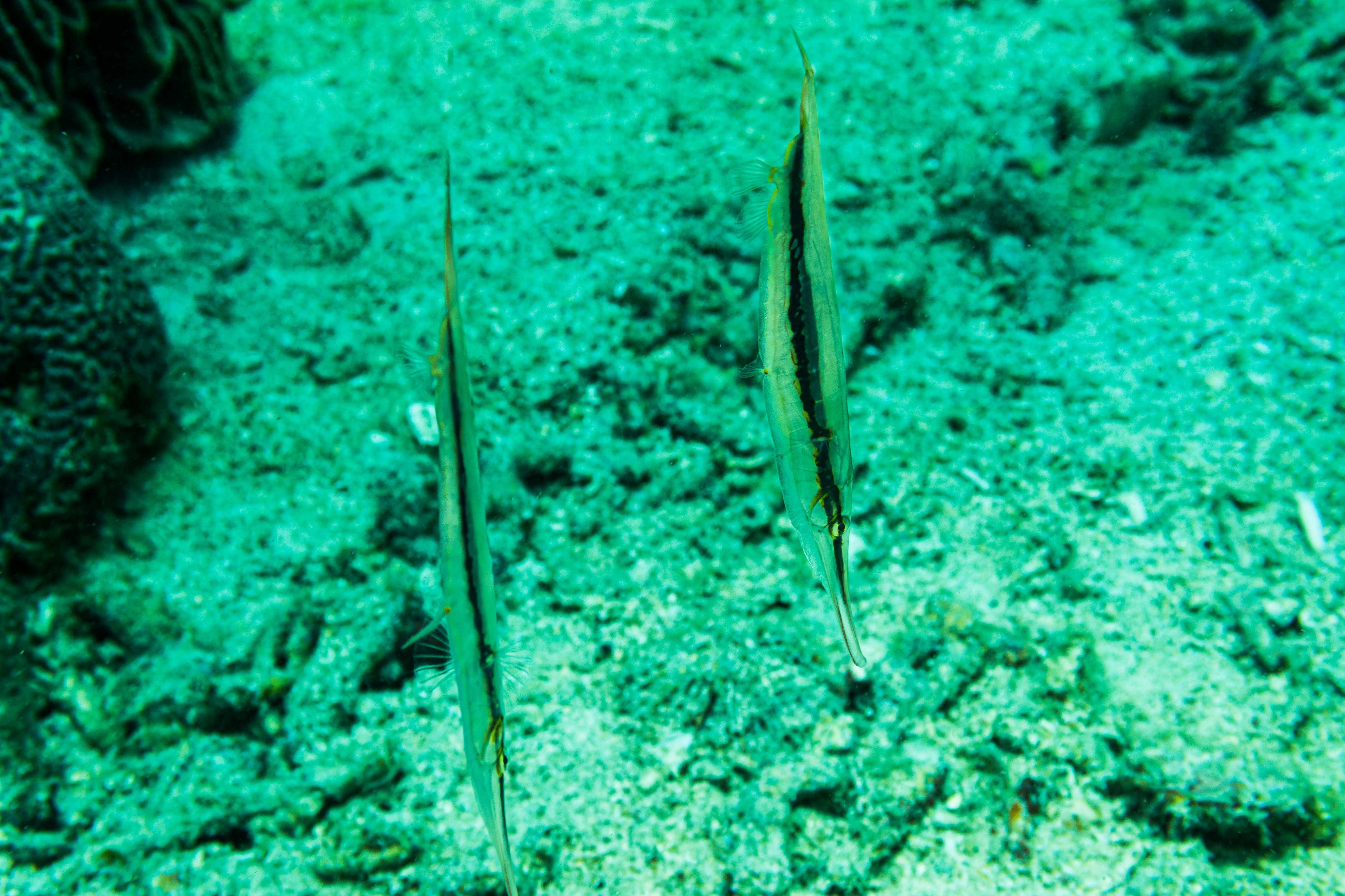 Jointed Razorfish
