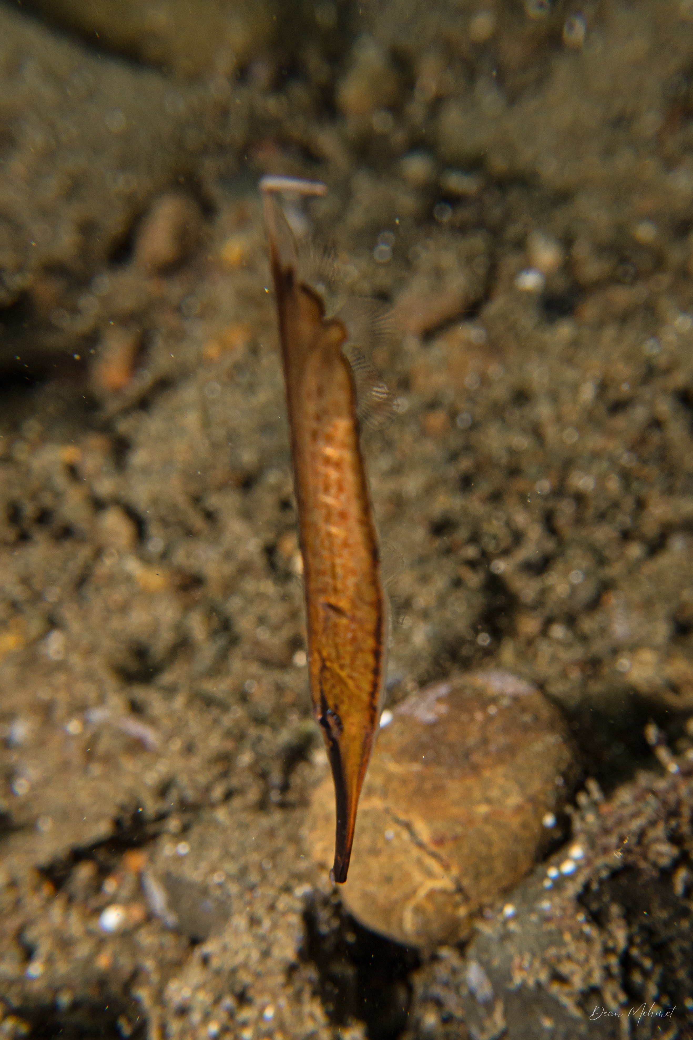 Jointed Razorfish