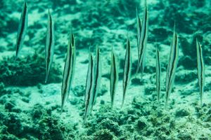 Jointed Razorfish