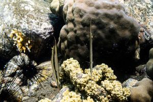 Jointed Razorfish