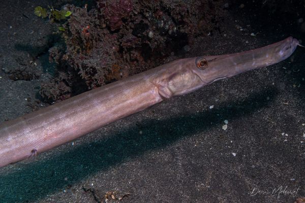 Pacific Trumpetfish