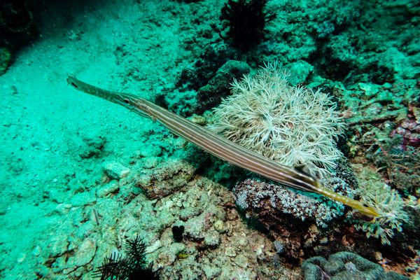 Pacific Trumpetfish - Photo 3