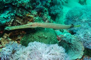 Pacific Trumpetfish from Philippines 2025