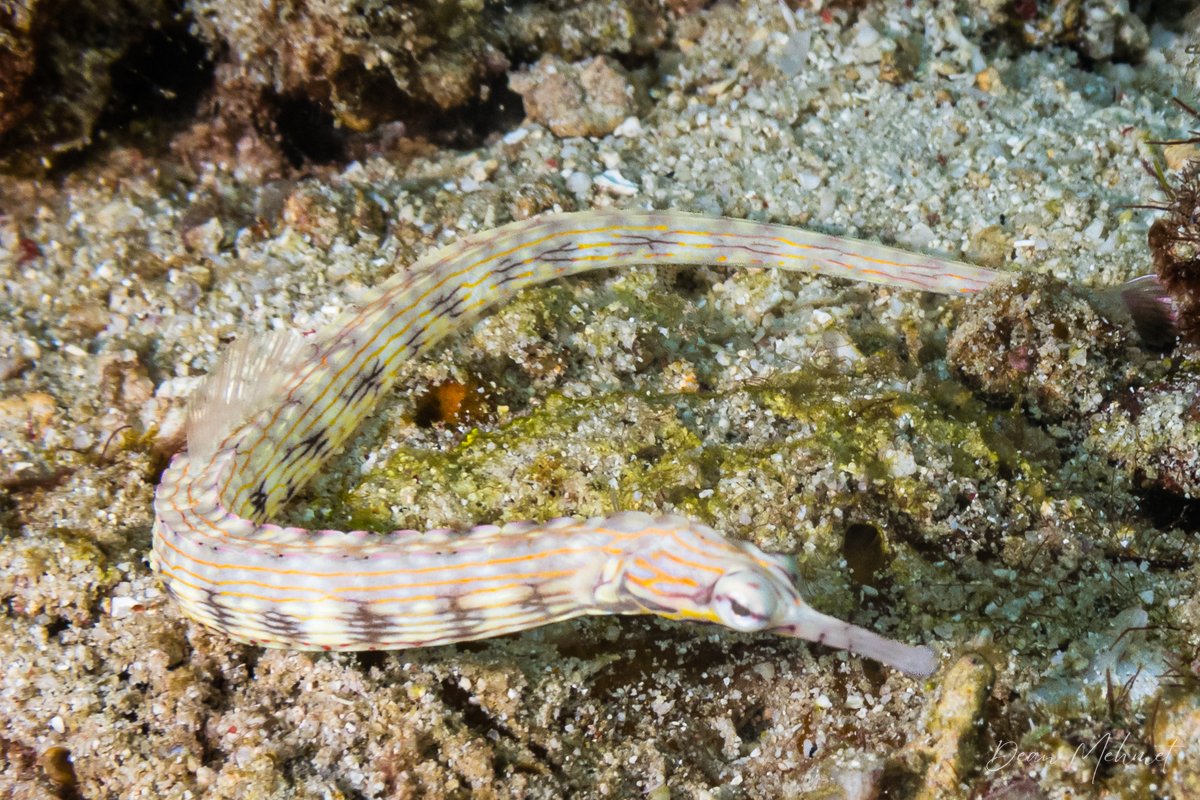 Reeftop Pipefish